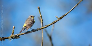_X5A2392-Edit20130501RNWR  yellow-rumped warbler (audubon's)