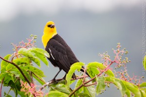 _X5A2771-Edit20130509RNWR  yellow-headed blackbird