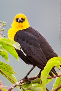 _X5A2776-Edit20130509RNWR  yellow-headed blackbird