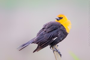 _X5A2835-Edit20130509RNWR  yellow-headed blackbird
