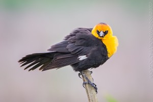 _X5A2853-Edit20130509RNWR   yellow-headed blackbird