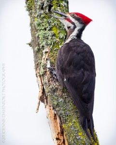 _X5A5797-Edit20130531RNWR  Pileated Woodpecker - male