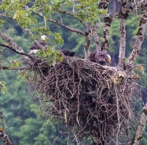_X5A410220130515RNWR  bald eagle nest