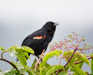 _X5A4332-Edit20130515RNWR   red-winged blackbird