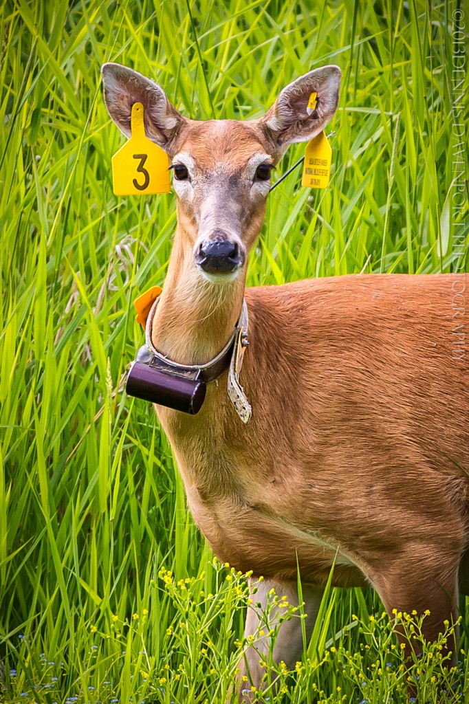 _X5A6368-Edit-Edit20130607RNWR   Columbian White-tailed Deer