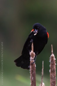 _X5A4716-Edit20130520RNWR  red-winged blackbird