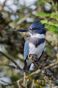 _X5A0101-Edit20130827RNWR   Belted Kingfisher