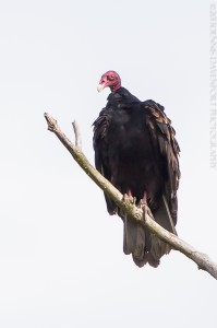 _X5A0169-Edit20130827RNWR   turkey vulture