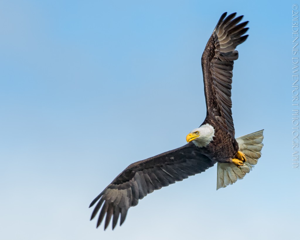 _X5A8129-Edit20130718RNWR  bald eagle flight