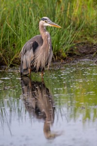 _X5A8977-Edit20130823RNWR  great blue heron