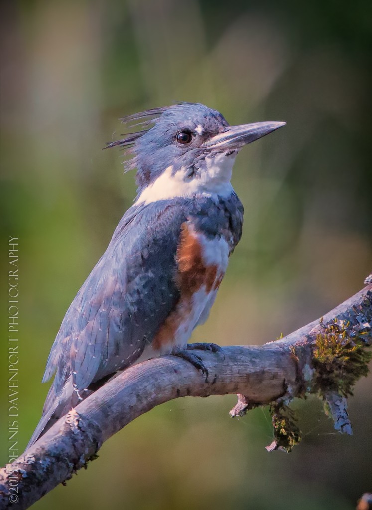 _X5A2564-Edit20130926RNWR  Belted Kingfisher