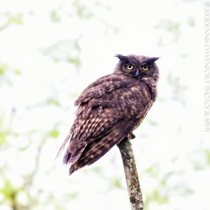 _X5A5699-Edit20130531RNWR   great horned owl