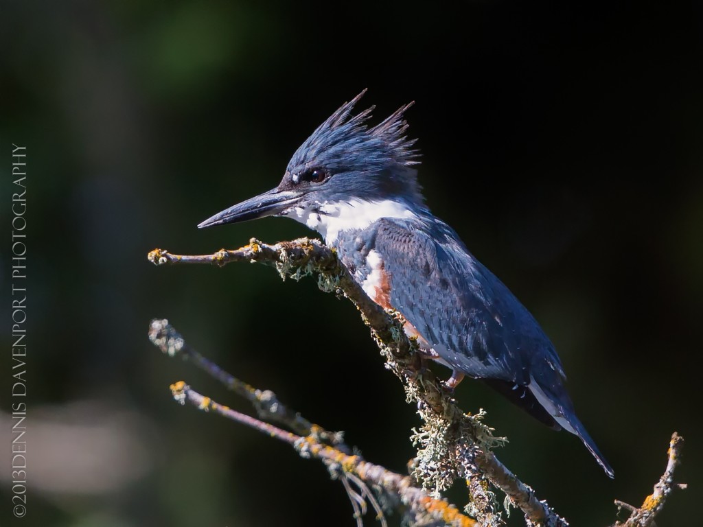 _X5A2570-Edit20130926RNWR   belted kingfisher