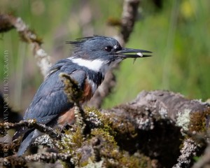_X5A2587-Edit20130926RNWR  belted kingfisher with fish