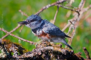 _X5A2653-Edit20130926RNWR  belted kingfisher