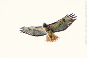_X5A3011-Edit20131010SALISH  red-tailed hawk