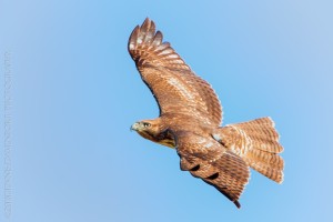 _X5A3596-Edit20131018RNWR  red-tailed hawk flight