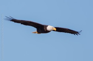 _X5A3656-Edit20131018RNWR  bald eagle flight