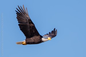 _X5A3667-Edit20131018RNWR  bald eagle flight