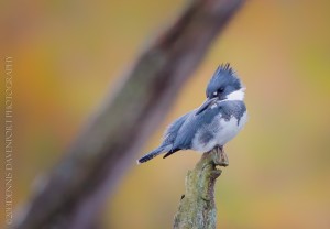_X5A5175-Edit20131103RNWR  belted kingfisher