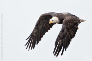 _X5A5891-Edit20131104RNWR   bald eagle flight