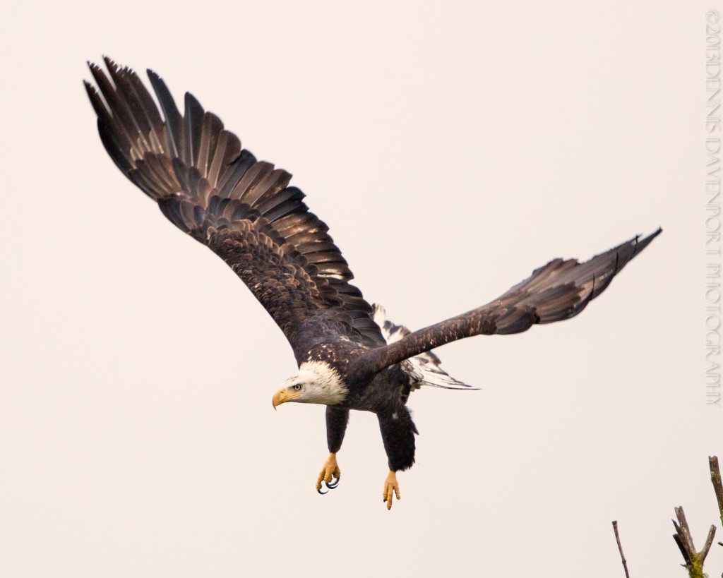 _X5A5892-Edit-Edit20131104RNWR  bald eagle flight