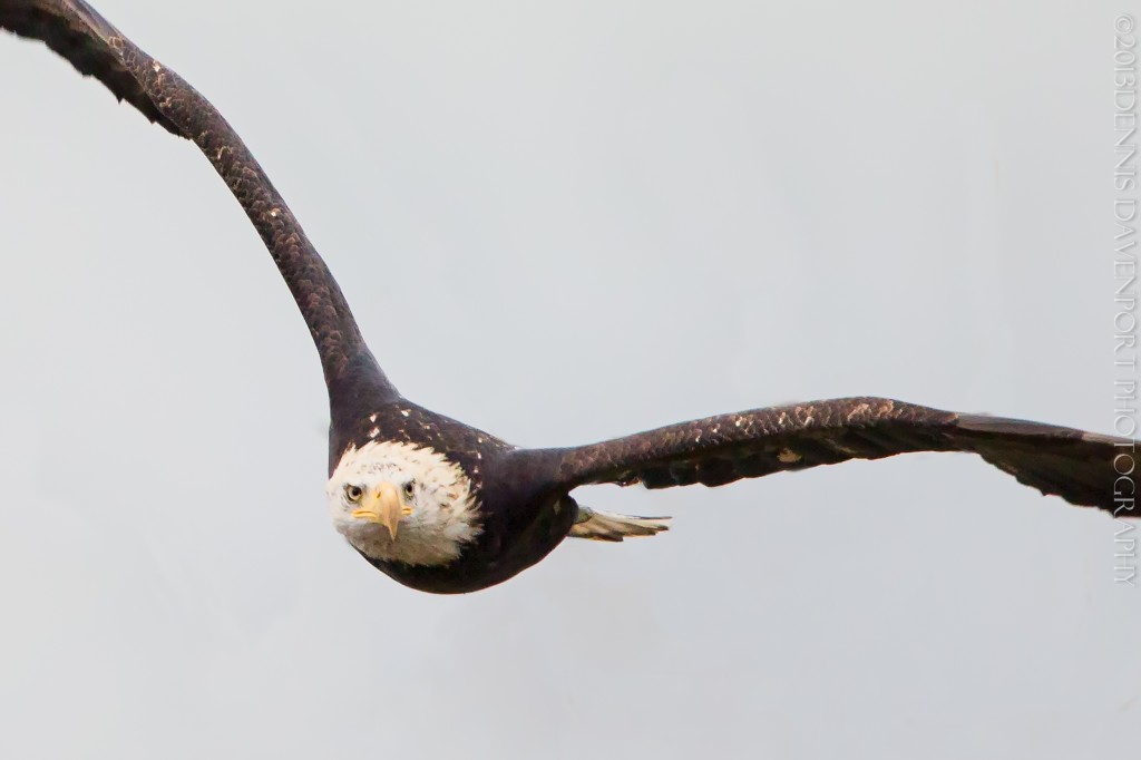 _X5A5897-Edit20131104RNWR-2  bald eagle flight