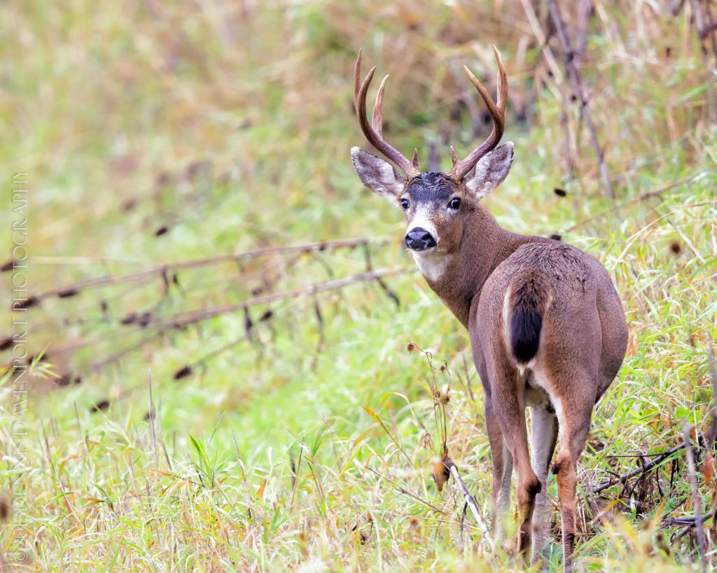 _X5A6098-Edit20131104RNWR   black-tailed buck deer