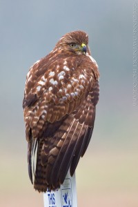 _X5A6360-Edit20131113RNWR  red-tailed hawk