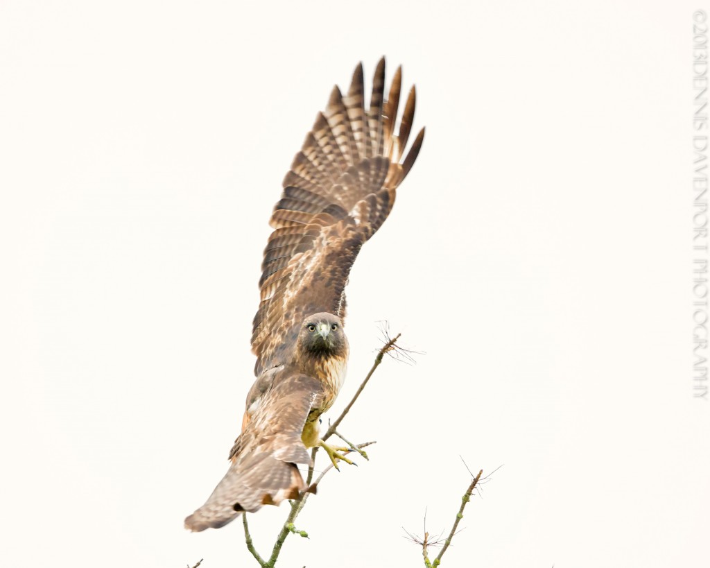 _X5A6409-Edit20131113RNWR  red-tailed hawk flight