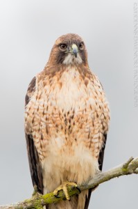 _X5A6533-Edit20131113RNWR  red-tailed hawk