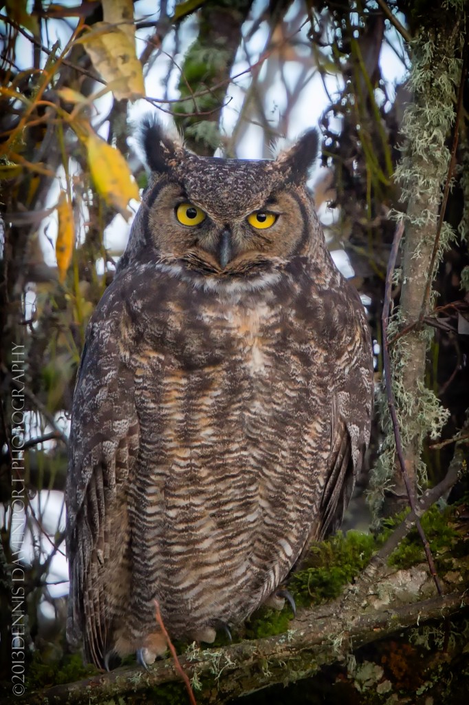 _X5A6862-Edit20131113RNWR  great horned owl
