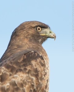 _X5A6941-Edit20131113RNWR  red-tailed hawk
