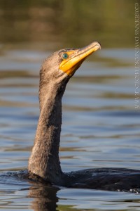 _X5A7217-Edit20131120RNWR  double-crested cormorant