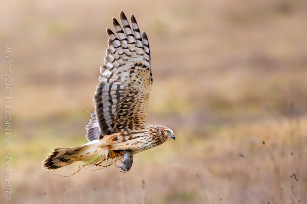 _X5A1844-Edit20140106RNWR  northern harrier with catch