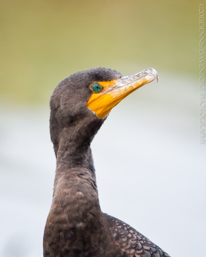 _X5A8614-Edit20131129RNWR  double-crested cormorant