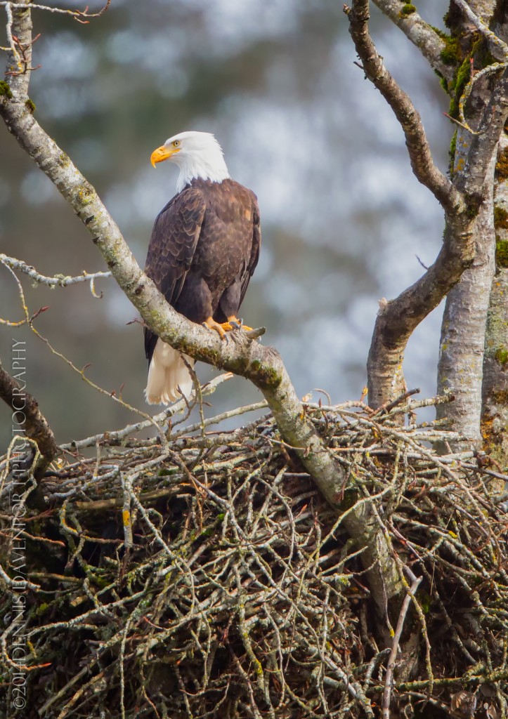 _X5A5579-Edit20140214RNWR   bald eagle at nest