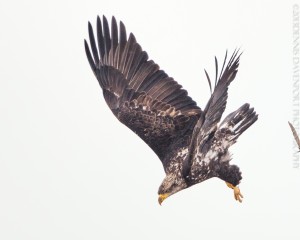 _X5A9283-Edit20131209RNWR  bald eagle flight