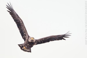 _X5A9288-Edit20131209RNWR  bald eagle flight