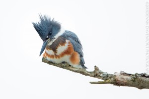 _X5A9556-Edit20131209RNWR  belted kingfisher