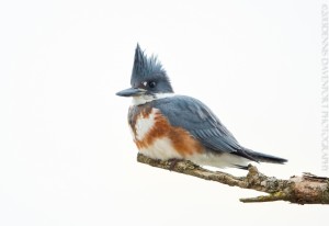_X5A9560-Edit20131209RNWR  belted kingfisher