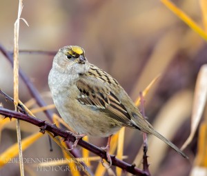_X5A9878-Edit20131216RNWR  golden-crowned sparrow