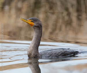 _X5A1677-Edit20140106RNWR  double-crested cormorant