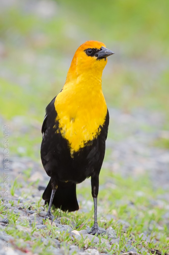 _X5A1000-Edit20140424RNWR  yellow-headed blackbird