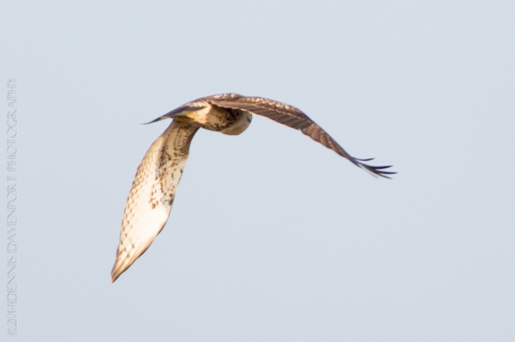 _X5A285520140115RNWR  short-eared owl flight