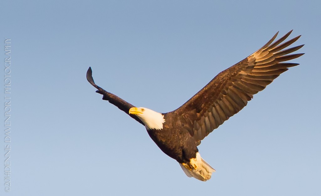 _X5A3052-Edit20140115RNWR  bald eagle flight