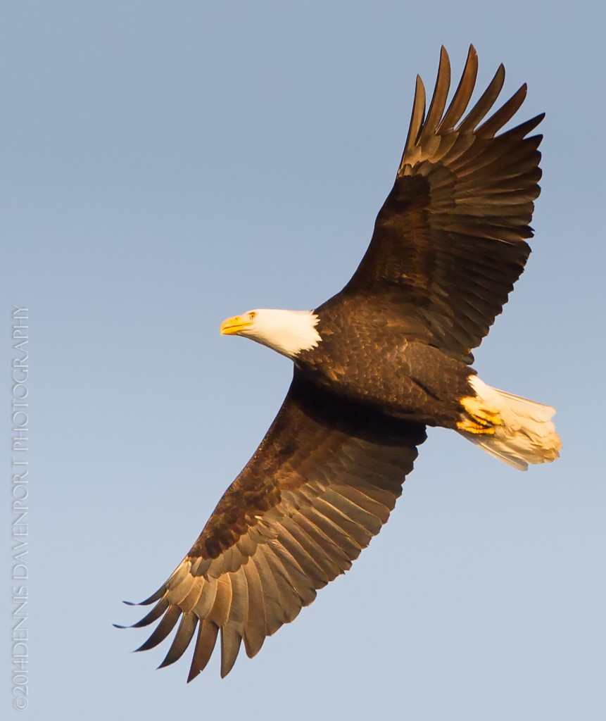 _X5A3062-Edit20140115RNWR  bald eagle flight