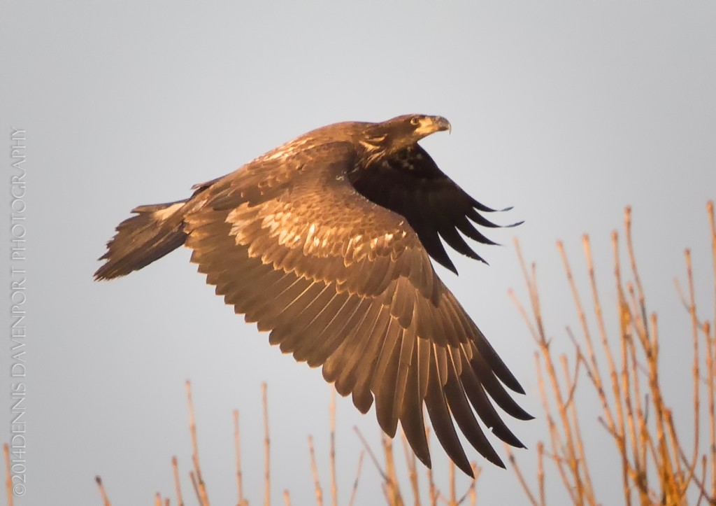 _X5A3135-Edit20140115RNWR  bald eagle flight