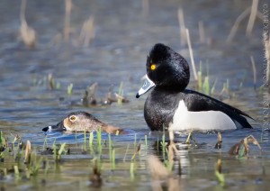 _X5A8326-Edit20140321RNWR    ring-necked duck mating