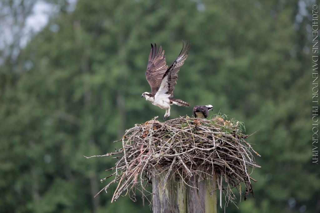 _X5A2036-Edit20140507RNWR    osprey nest
